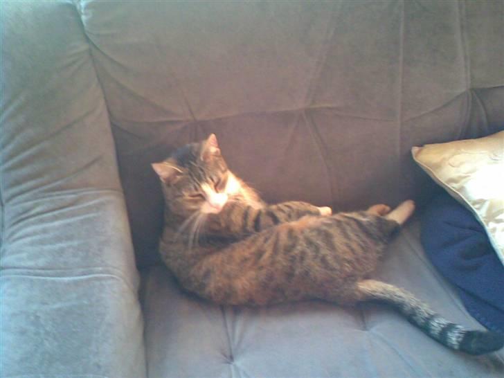 Huskat bølle - hej med jer vil i ikke godt give lille mig en stemme?? billede 1