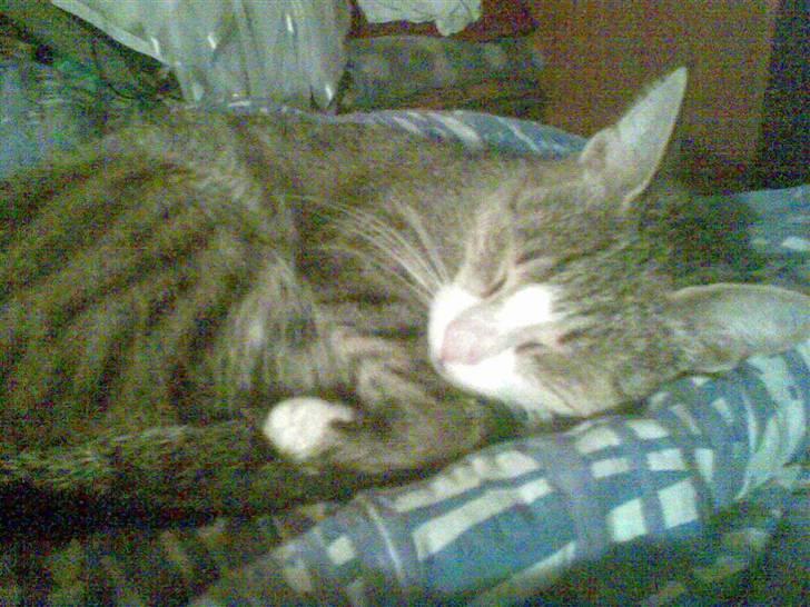 Huskat bølle - ved du godt at du har en god seng moa billede 3