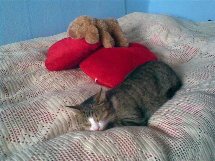 Huskat bølle billede 4