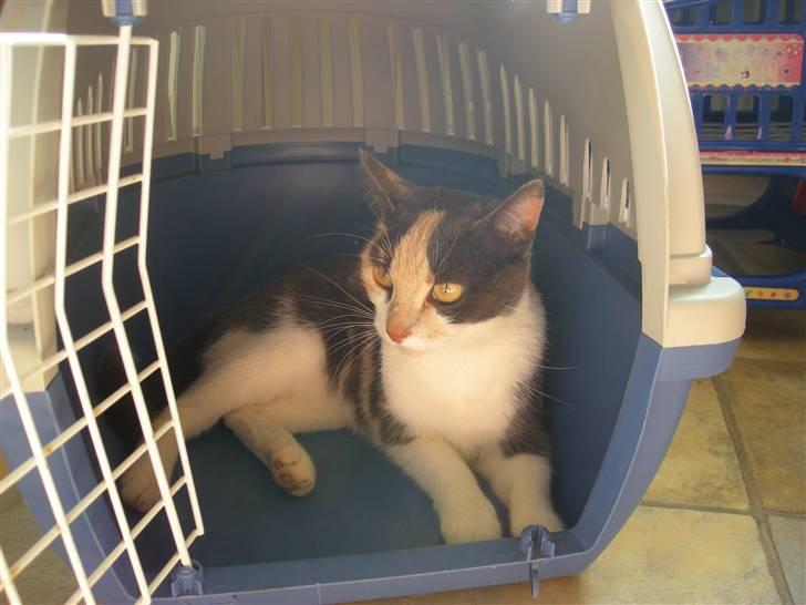 Huskat Maja <33 ;b billede 17