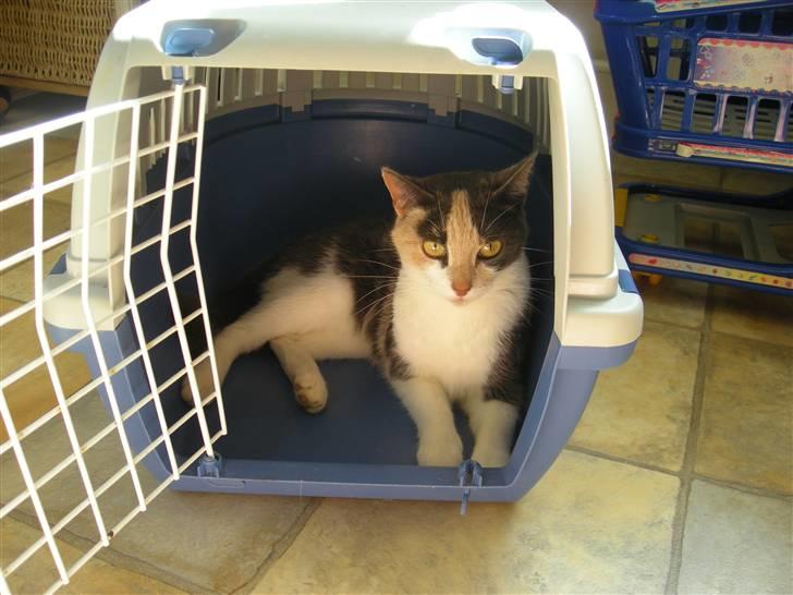 Huskat Maja <33 ;b billede 18