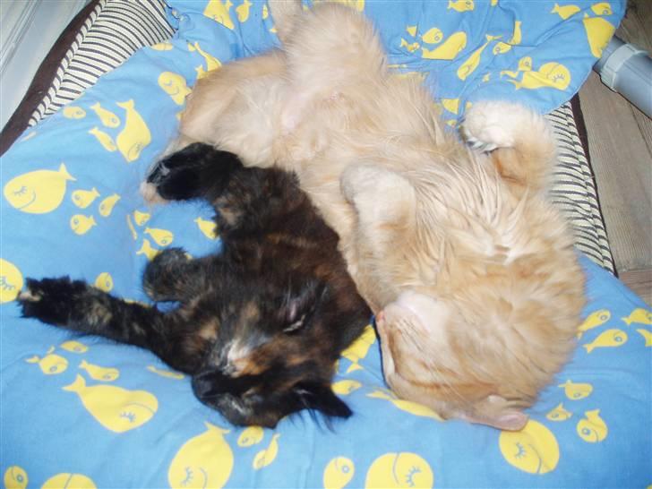 Norsk Skovkat Bacardi  billede 11