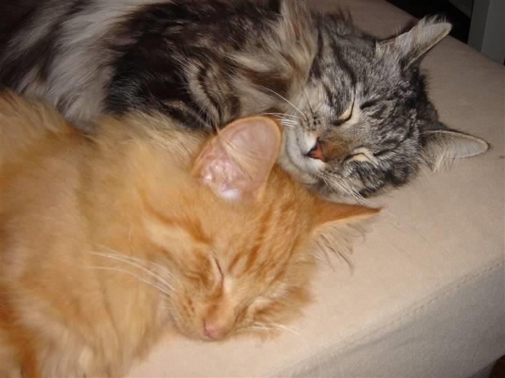 Norsk Skovkat Bailey billede 10