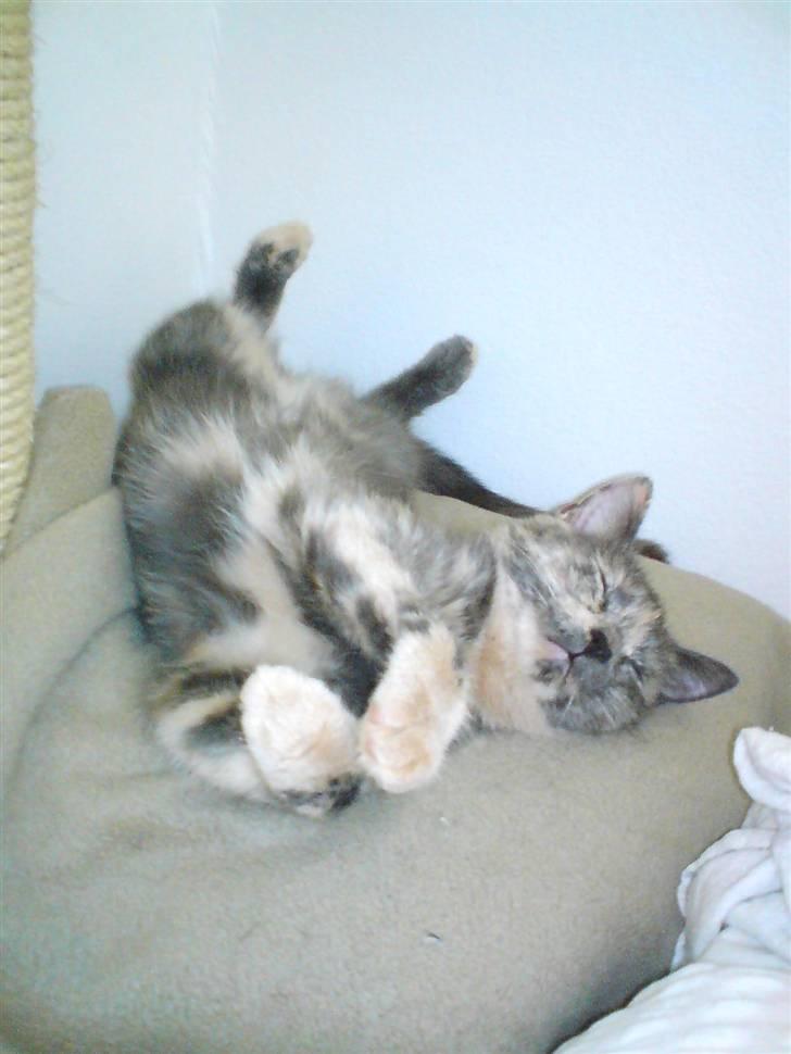 Huskat Futte billede 1