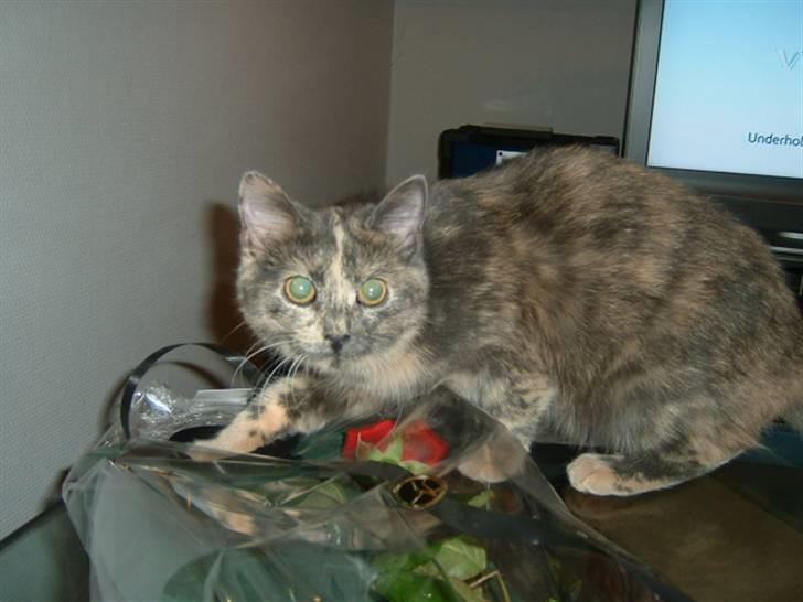 Huskat Futte billede 2