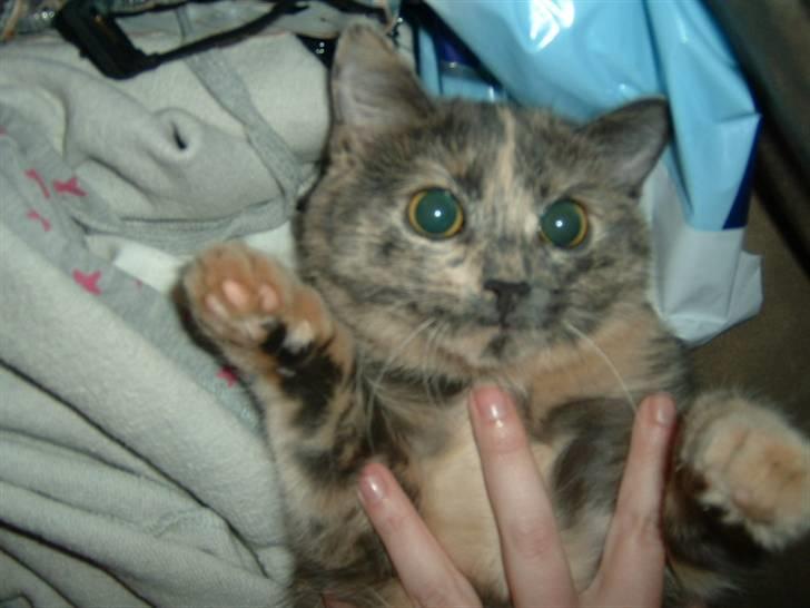 Huskat Futte billede 3