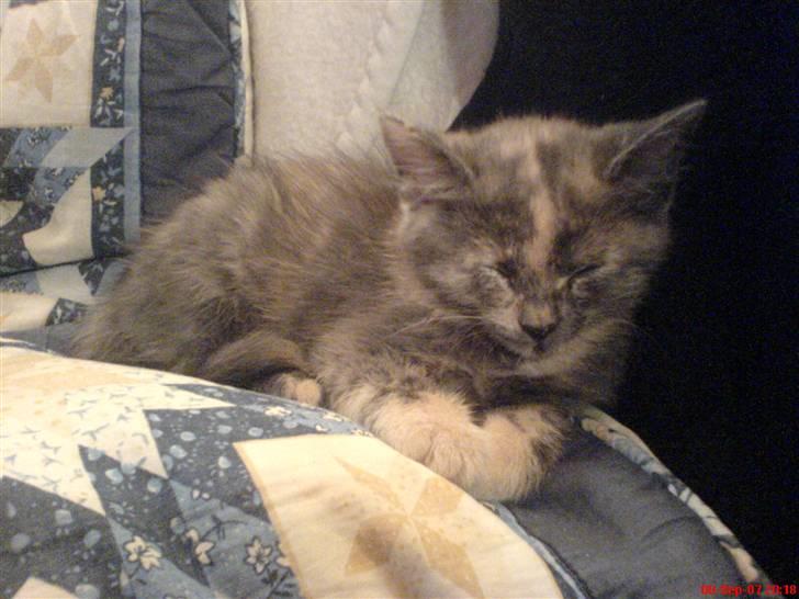 Huskat Futte billede 4