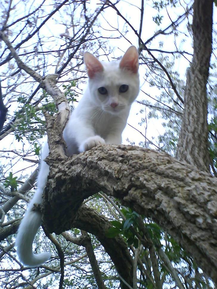 Blanding af racer Gizmo - Gizmo når hun har det bedst billede 1