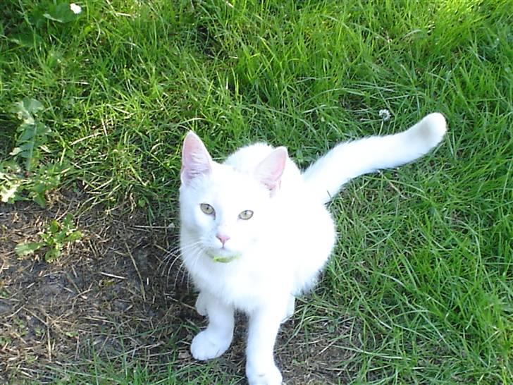 Blanding af racer Gizmo - utrolig fotogen når hun gider billede 2