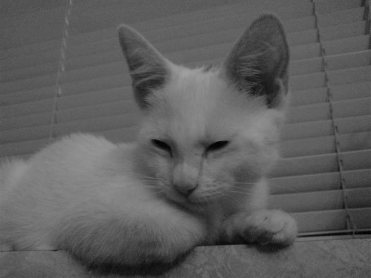 Blanding af racer Gizmo - Selv i sort/hvid er hun nuttet billede 3