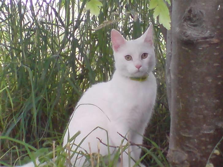 Blanding af racer Gizmo - utrolig flot!! billede 4