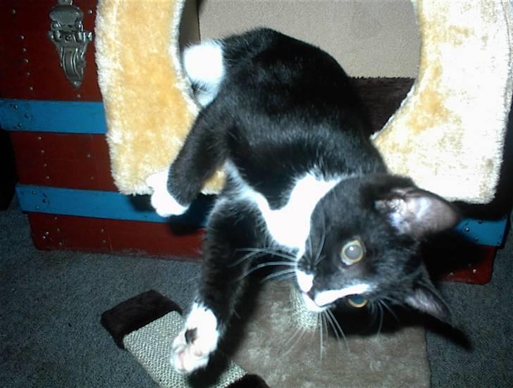 Blanding af racer Nala billede 1