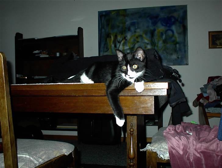 Blanding af racer Nala billede 2