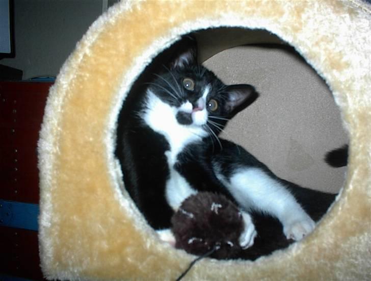 Blanding af racer Nala billede 3