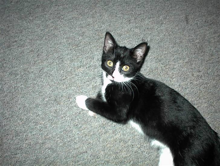 Blanding af racer Nala billede 4