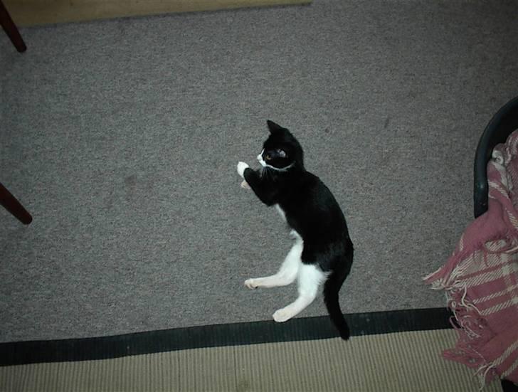 Blanding af racer Nala billede 5