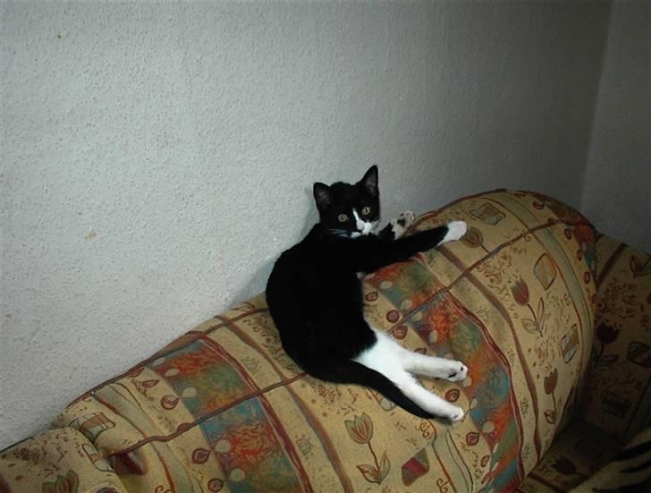 Blanding af racer Nala billede 6