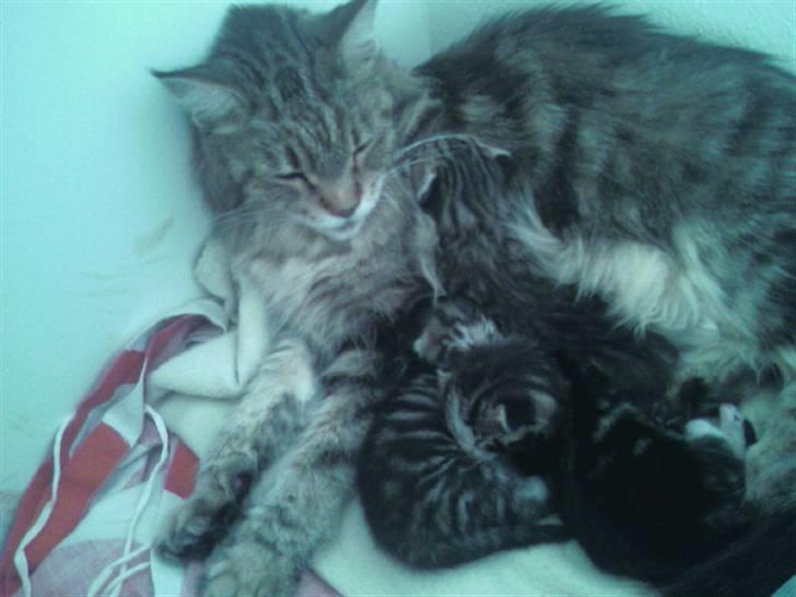 Maine Coon Angel (med killinger) - Angel med killinger.. Hun passer godt på dem.. billede 1