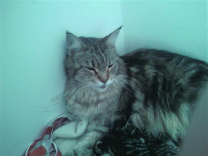 Maine Coon Angel (med killinger) - Angel billede 2