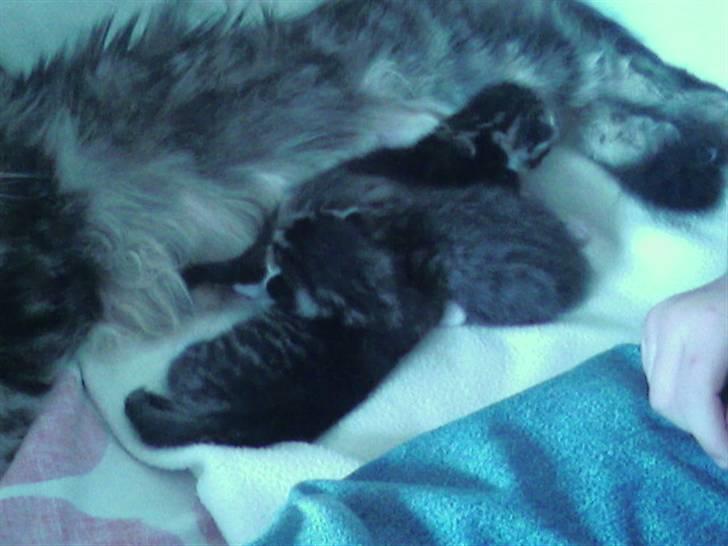 Maine Coon Angel (med killinger) - De 3 små killinger.. billede 3