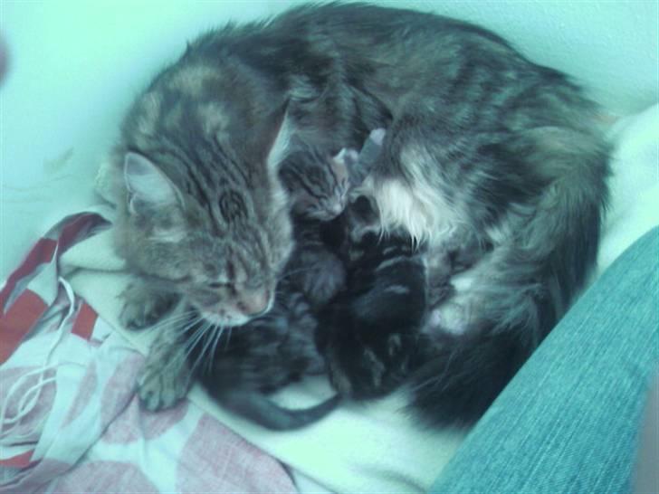 Maine Coon Angel (med killinger) - Angel sørger godt for at holde sine 3 små killinger rene billede 4