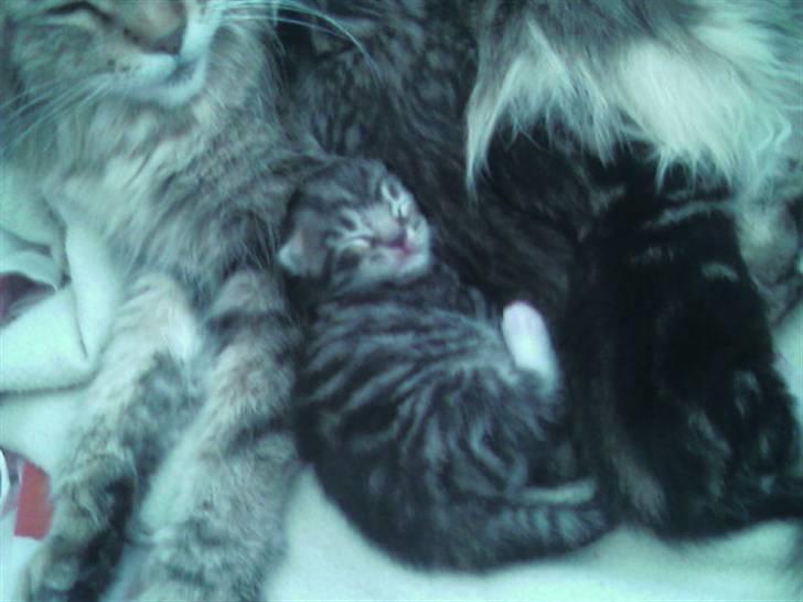 Maine Coon Angel (med killinger) - En af de små søde killinger.. (den der ligner Angel mest) billede 5