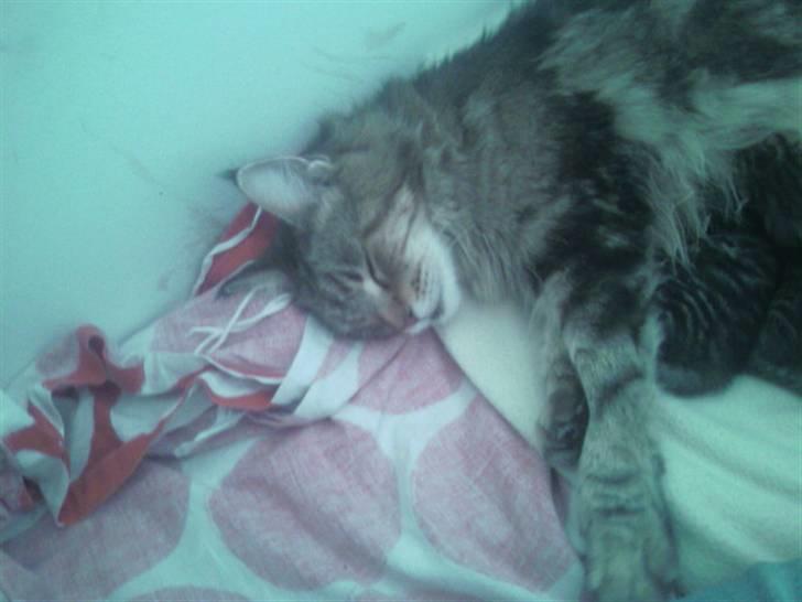 Maine Coon Angel (med killinger) - Angel som slapper af med killinger :-) billede 6