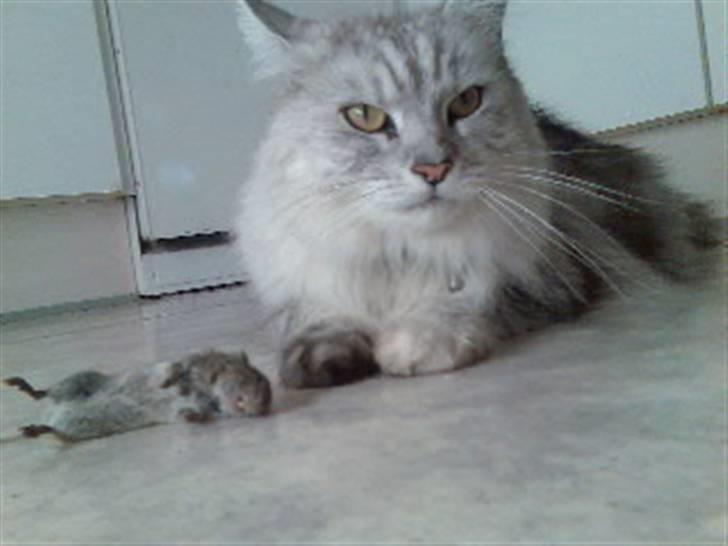 Maine Coon Twinkle  R.I.P - Se den fine mus jeg har fanget billede 12