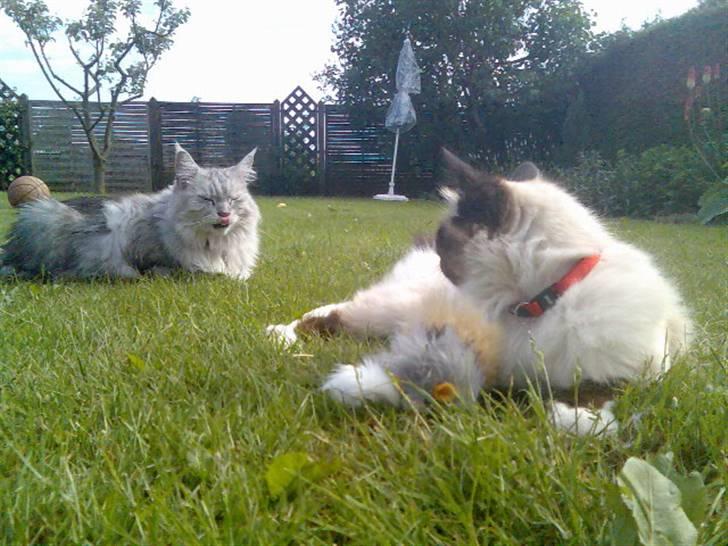 Hellig Birma Andy. R.I.P - Her er jeg i haven med Twinkle billede 9