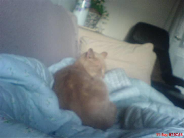 Blanding af racer Bamse - nyt<3 billede 7