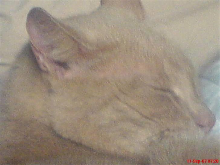 Blanding af racer Bamse - nyt<3 billede 8