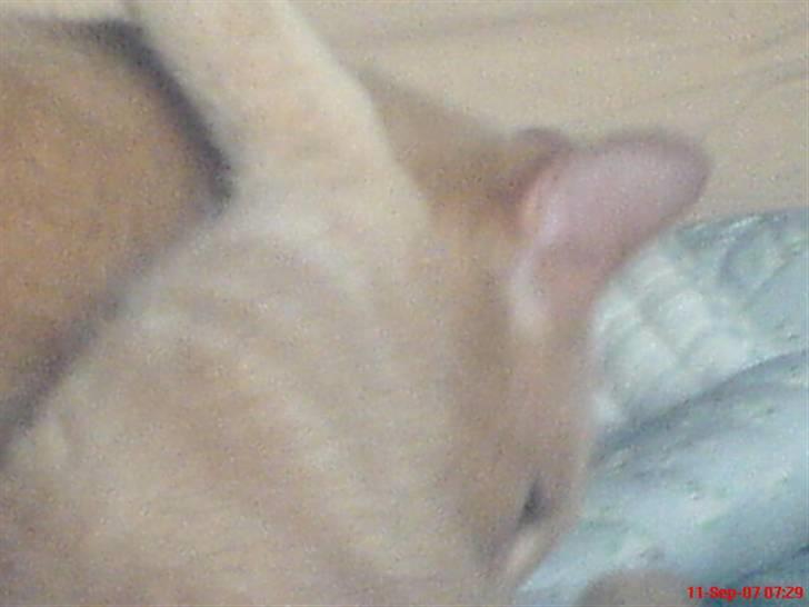 Blanding af racer Bamse - nyt<3 billede 9