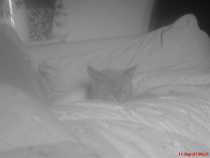 Blanding af racer Bamse - nyt<3 billede 10