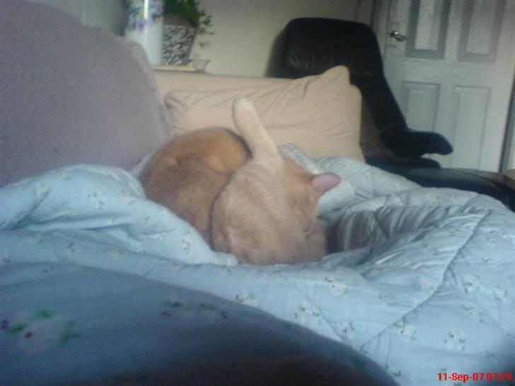 Blanding af racer Bamse - nyt<3 billede 11