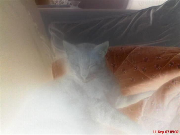 Blanding af racer Bamse - nyt<3 billede 12