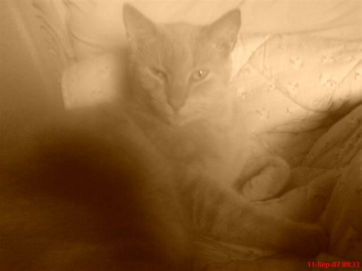 Blanding af racer Bamse - nyt<3 billede 13