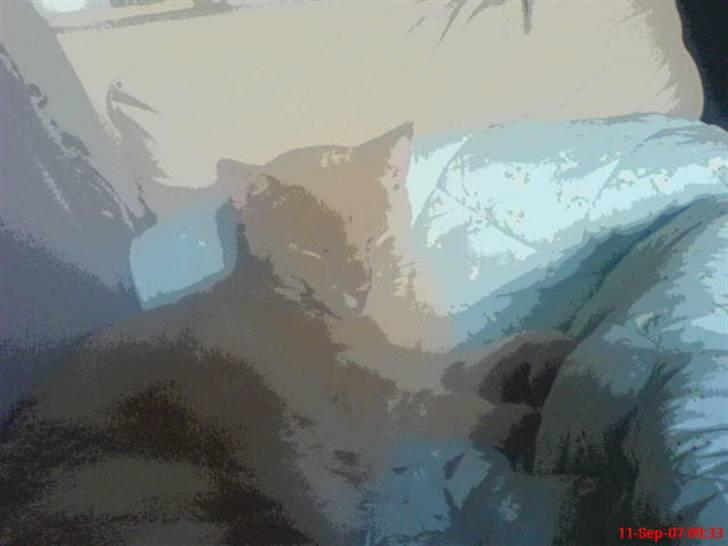 Blanding af racer Bamse - nyt<3 billede 14