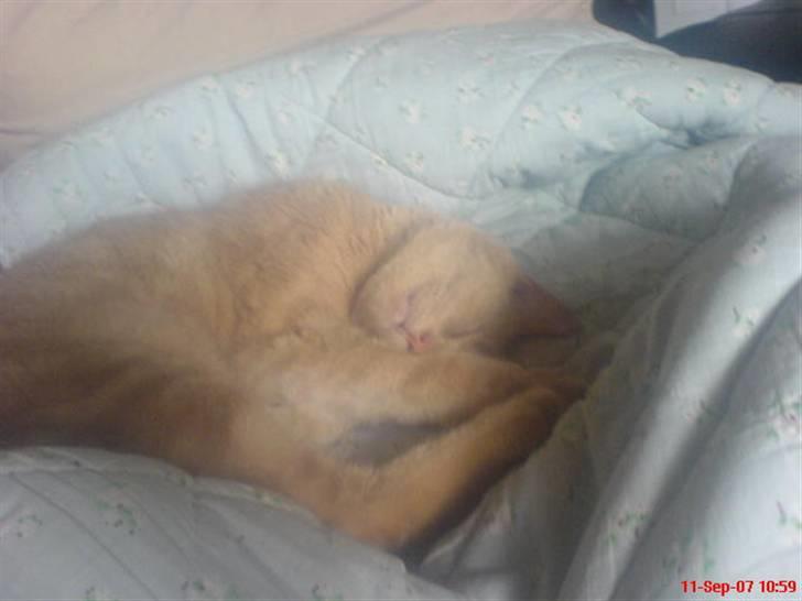 Blanding af racer Bamse billede 16