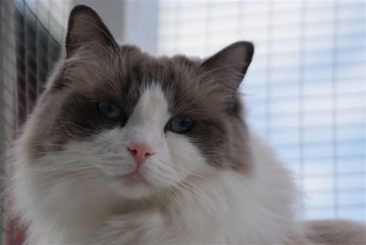 Ragdoll  Bertram (Niro)      billede 1
