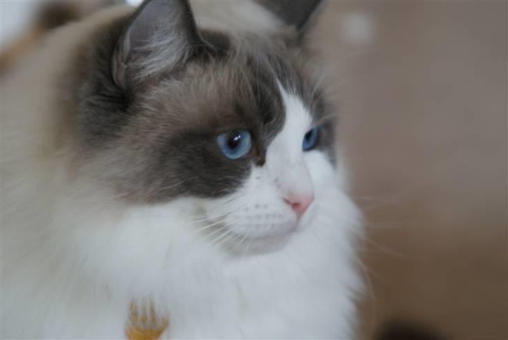 Ragdoll  Bertram (Niro)      billede 2