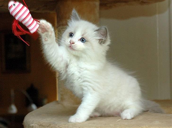 Ragdoll  Bertram (Niro)      billede 3