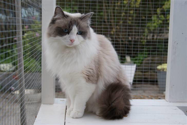 Ragdoll  Bertram (Niro)      billede 4