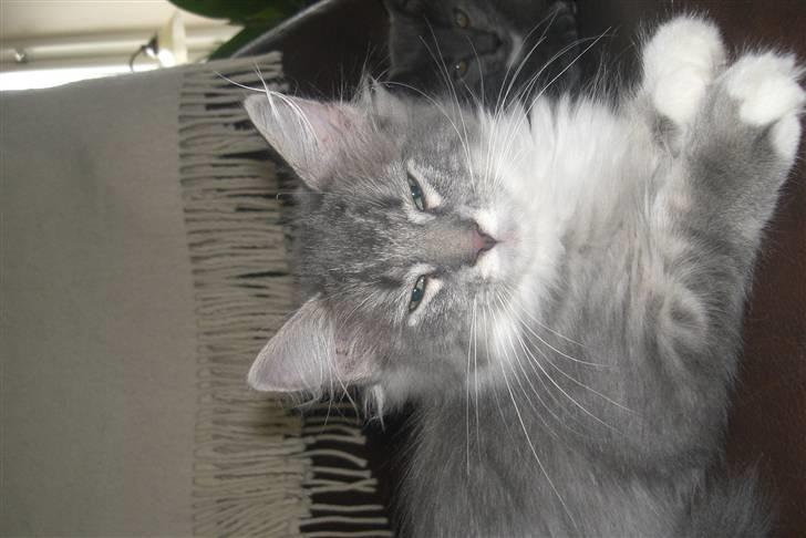 Norsk Skovkat Ronja - Nyt tirsdag den 11..9.07 billede 8