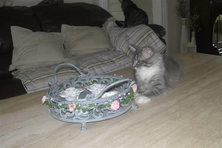 Norsk Skovkat Ronja - Nyt. billede 9