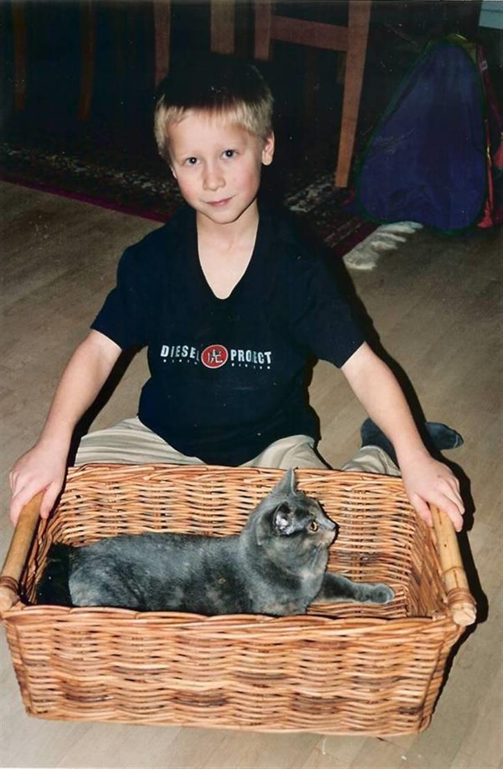 British Shorthair Molly - min lillebror og molly ... (: Her er hun ikke særlig gammel xD   Foto: mor billede 17