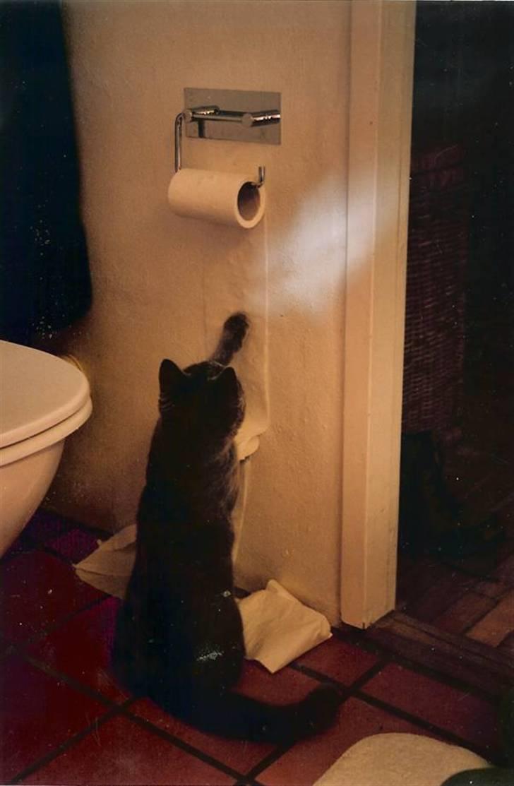 British Shorthair Molly - Verdens bedste legetøj er gratis (:  Foto: mig billede 18