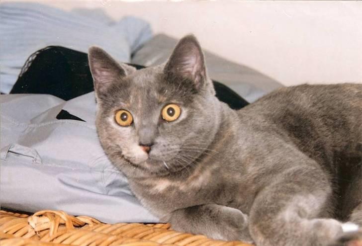 British Shorthair Molly - her ligger jeg da godt (:   Foto: mor billede 19