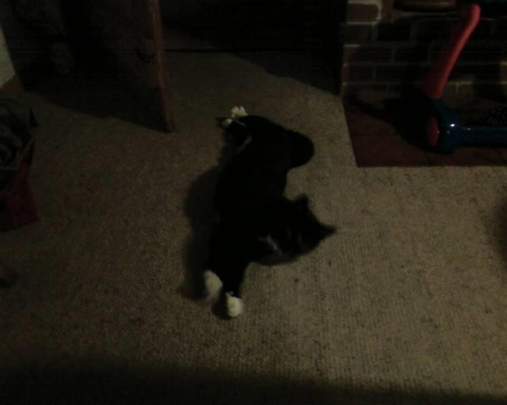 Huskat Mis billede 10