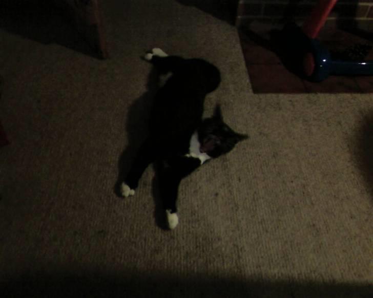 Huskat Mis billede 11