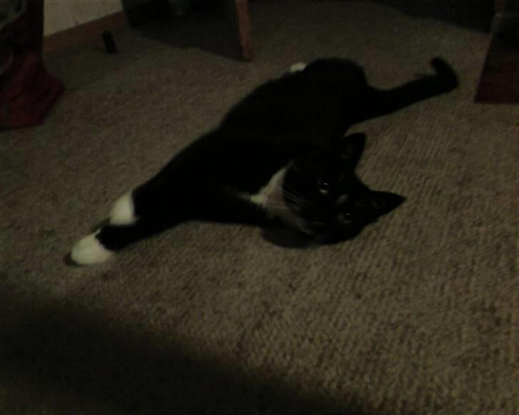 Huskat Mis billede 12